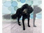 Poodle (Miniature) DOG FOR ADOPTION RGADN-1339633 - Perry - Poodle (Miniature)