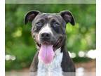 American Pit Bull Terrier Mix DOG FOR ADOPTION RGADN-1339641 - SAMANTHA -