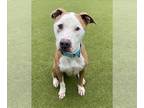 Bull Terrier DOG FOR ADOPTION RGADN-1339647 - BROLY - Bull Terrier (medium coat)