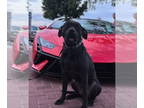 American Pit Bull Terrier-Presa Canario Mix DOG FOR ADOPTION RGADN-1339655 -