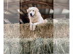 Great Pyrenees DOG FOR ADOPTION RGADN-1339659 - Jeannette - Great Pyrenees