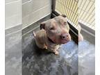 American Pit Bull Terrier DOG FOR ADOPTION RGADN-1339660 - MANGO - Pit Bull