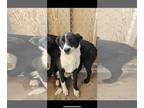 Border Collie Mix DOG FOR ADOPTION RGADN-1339663 - Juice - Border Collie / Mixed