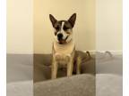 Akita Mix DOG FOR ADOPTION RGADN-1339666 - DUKE #16 - Akita / Mixed (short coat)