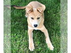 American Pit Bull Terrier Mix DOG FOR ADOPTION RGADN-1339667 - Kahlo - Pit Bull