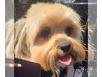 Shih Tzu DOG FOR ADOPTION RGADN-1339670 - Sally - Shih Tzu (long coat) Dog For