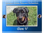 Rottweiler Mix DOG FOR ADOPTION RGADN-1339674 - Don V - Rottweiler / Mixed