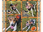 Treeing Walker Coonhound DOG FOR ADOPTION RGADN-1339675 - Lily - Treeing Walker
