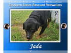 Rottweiler Mix DOG FOR ADOPTION RGADN-1339676 - Jada - Rottweiler / Mixed (short