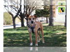 Boxer-Staffordshire Bull Terrier Mix DOG FOR ADOPTION RGADN-1339678 - Miso -
