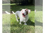 Australian Shepherd-Dachshund Mix DOG FOR ADOPTION RGADN-1339684 - Gretchen in