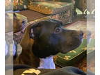 American Pit Bull Terrier Mix DOG FOR ADOPTION RGADN-1339688 - Suki - Wilmy -