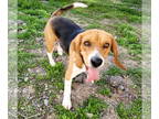Beagle DOG FOR ADOPTION RGADN-1339697 - Rocky - Beagle (short coat) Dog For
