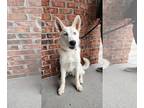 Mix DOG FOR ADOPTION RGADN-1339699 - Cosmo * PENDING - White German Shepherd /