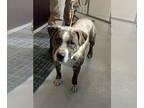 American Pit Bull Terrier Mix DOG FOR ADOPTION RGADN-1339702 - Poncho - American