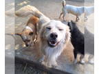 Spaniel Mix DOG FOR ADOPTION RGADN-1339703 - STANN - Spaniel / Eskimo Dog /