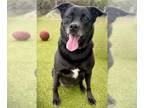 Labrador Retriever Mix DOG FOR ADOPTION RGADN-1339708 - KYAH - Labrador