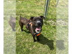 Boxer DOG FOR ADOPTION RGADN-1339713 - Noodle - Boxer (short coat) Dog For