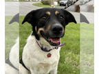 Labrador Retriever Mix DOG FOR ADOPTION RGADN-1339718 - Bailey *Courtesy Post*