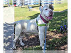 American Pit Bull Terrier DOG FOR ADOPTION RGADN-1339719 - TANKITA - Pit Bull