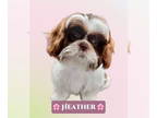 Shih Tzu DOG FOR ADOPTION RGADN-1339726 - Heather - Shih Tzu Dog For Adoption