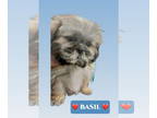 Shih Tzu Mix DOG FOR ADOPTION RGADN-1339728 - Basil - Shih Tzu / Mixed (medium