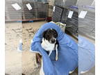 Jack Russell Terrier Mix DOG FOR ADOPTION RGADN-1339730 - Finn - Jack Russell