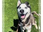 Siberian Husky DOG FOR ADOPTION RGADN-1339736 - *BUSTER - Siberian Husky (medium