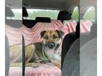 Huskies Mix DOG FOR ADOPTION RGADN-1339737 - CHAMP - Husky / Mixed (medium coat)