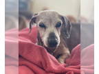 Dachshund DOG FOR ADOPTION RGADN-1339738 - Hilda - Dachshund (short coat) Dog
