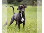 Labrador Retriever Mix DOG FOR ADOPTION RGADN-1339747 - Deku - M - Labrador
