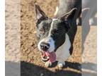 Border Collie Mix DOG FOR ADOPTION RGADN-1339748 - Charity - Border Collie /
