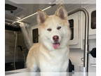Samoyed-Siberian Husky Mix DOG FOR ADOPTION RGADN-1339750 - NOVA - Samoyed /