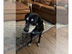 Labbe DOG FOR ADOPTION RGADN-1339752 - BO (COURTESY POST) - Labrador Retriever /