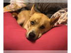 American Pit Bull Terrier-Huskies Mix DOG FOR ADOPTION RGADN-1339753 - BANE