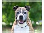 Black Mouth Cur DOG FOR ADOPTION RGADN-1339755 - HORTON - Black Mouth Cur