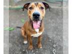 American Pit Bull Terrier Mix DOG FOR ADOPTION RGADN-1339770 - Cisco - Pit Bull