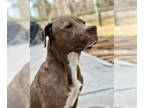 Labrador Retriever Mix DOG FOR ADOPTION RGADN-1339775 - Trinity - Labrador
