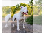 Dogo Argentino Mix DOG FOR ADOPTION RGADN-1339778 - Slim - Dogo Argentino /