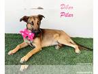 German Shepherd Dog-Huskies Mix DOG FOR ADOPTION RGADN-1339783 - Pilar - German