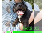 German Shepherd Dog Mix DOG FOR ADOPTION RGADN-1339787 - Gotti - German Shepherd