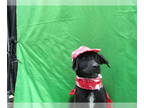 Goldmation DOG FOR ADOPTION RGADN-1339807 - Arayass - Dalmatian / Golden