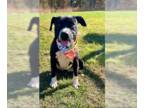 Boxer Mix DOG FOR ADOPTION RGADN-1339810 - Sage - Boxer / Mixed (short coat) Dog