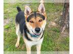German Shepherd Dog-Huskies Mix DOG FOR ADOPTION RGADN-1339818 - JIMINY CRICKET