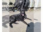 Shepradors DOG FOR ADOPTION RGADN-1339821 - Medo *Courtesy Post* (Utica NY) -