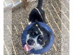 Australian Shepherd Mix DOG FOR ADOPTION RGADN-1339828 - Arlo - Australian