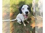 English Springer Spaniel Mix DOG FOR ADOPTION RGADN-1339831 - Kuzco - Springer
