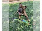 Bullboxer Pit DOG FOR ADOPTION RGADN-1339832 - BEN - Pit Bull Terrier / Boxer /