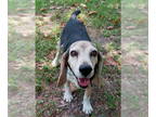 Beagle DOG FOR ADOPTION RGADN-1339833 - Kris - Beagle Dog For Adoption