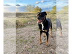 Rottweiler-American Pit Bull Terrier DOG FOR ADOPTION RGADN-1339836 - Shelby -